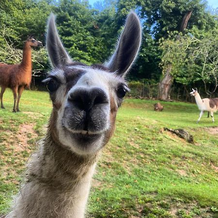 The Llama Farm France Saint-Cyr-Les-Champagnes Экстерьер фото