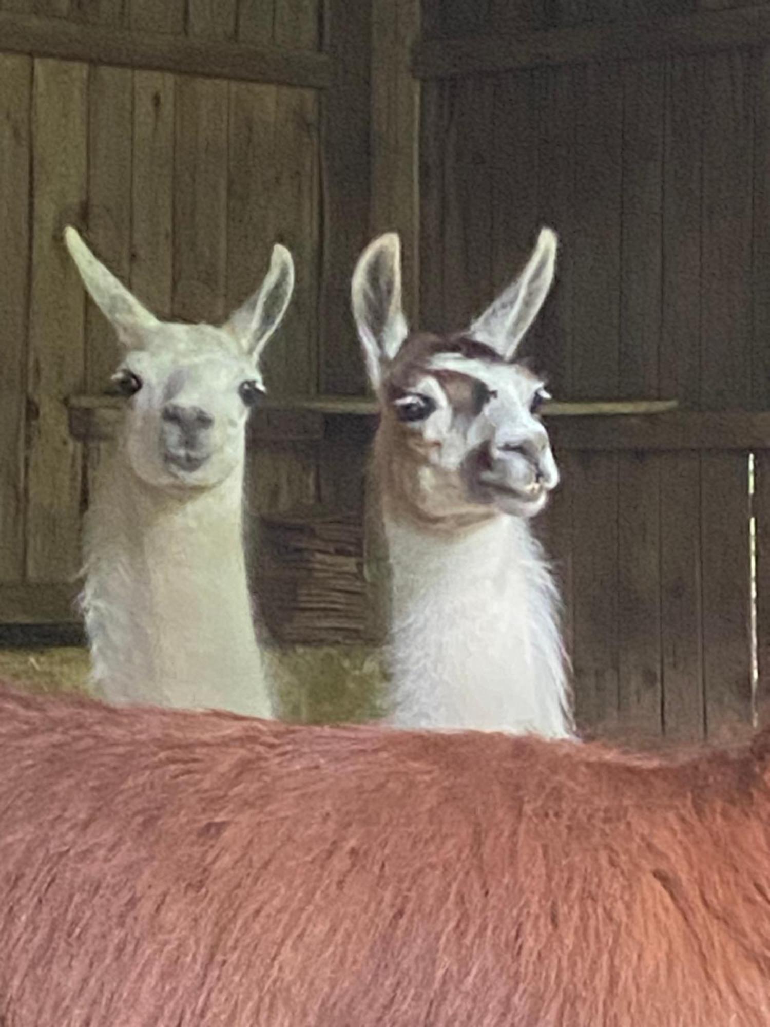 The Llama Farm France Saint-Cyr-Les-Champagnes Экстерьер фото