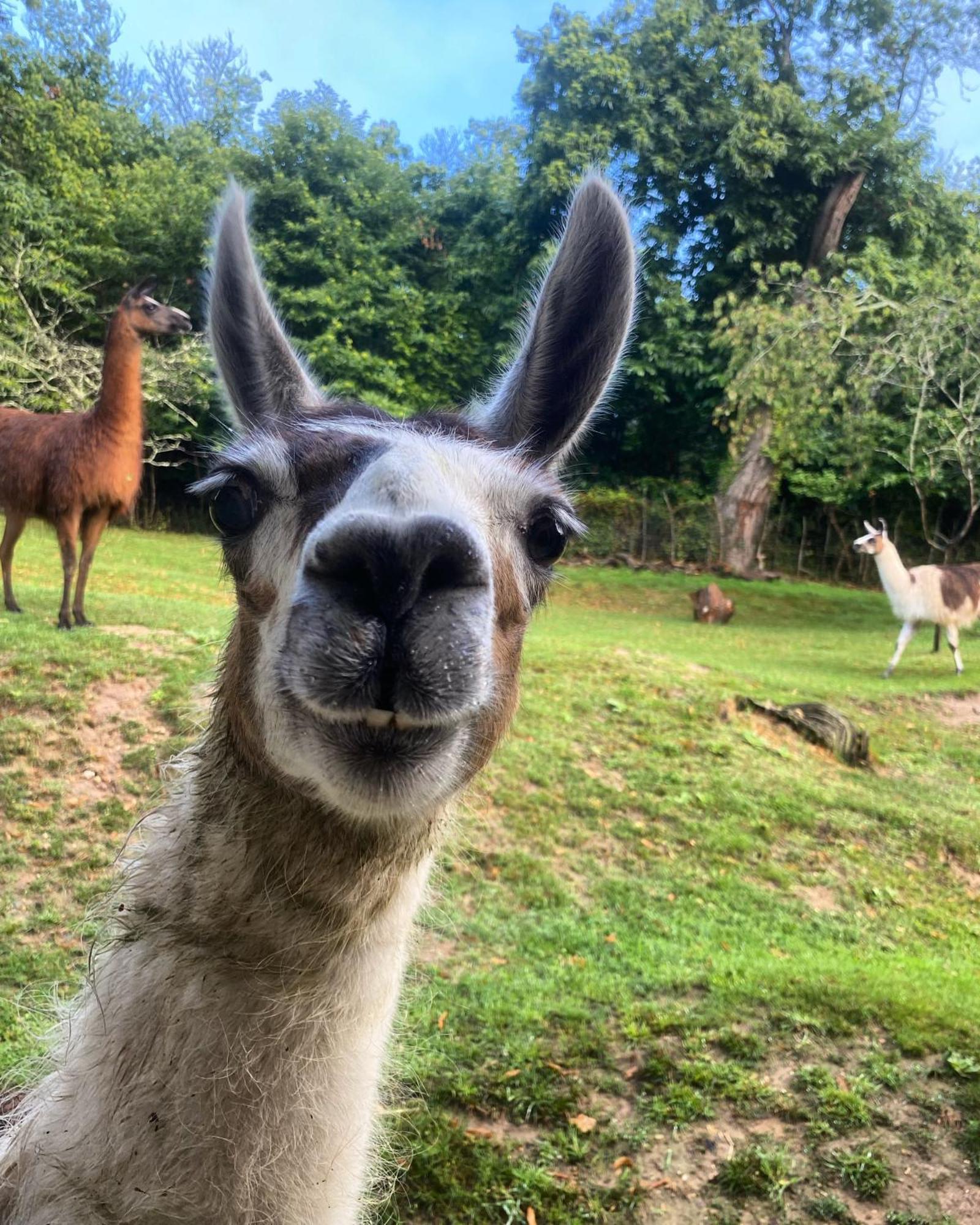 The Llama Farm France Saint-Cyr-Les-Champagnes Экстерьер фото