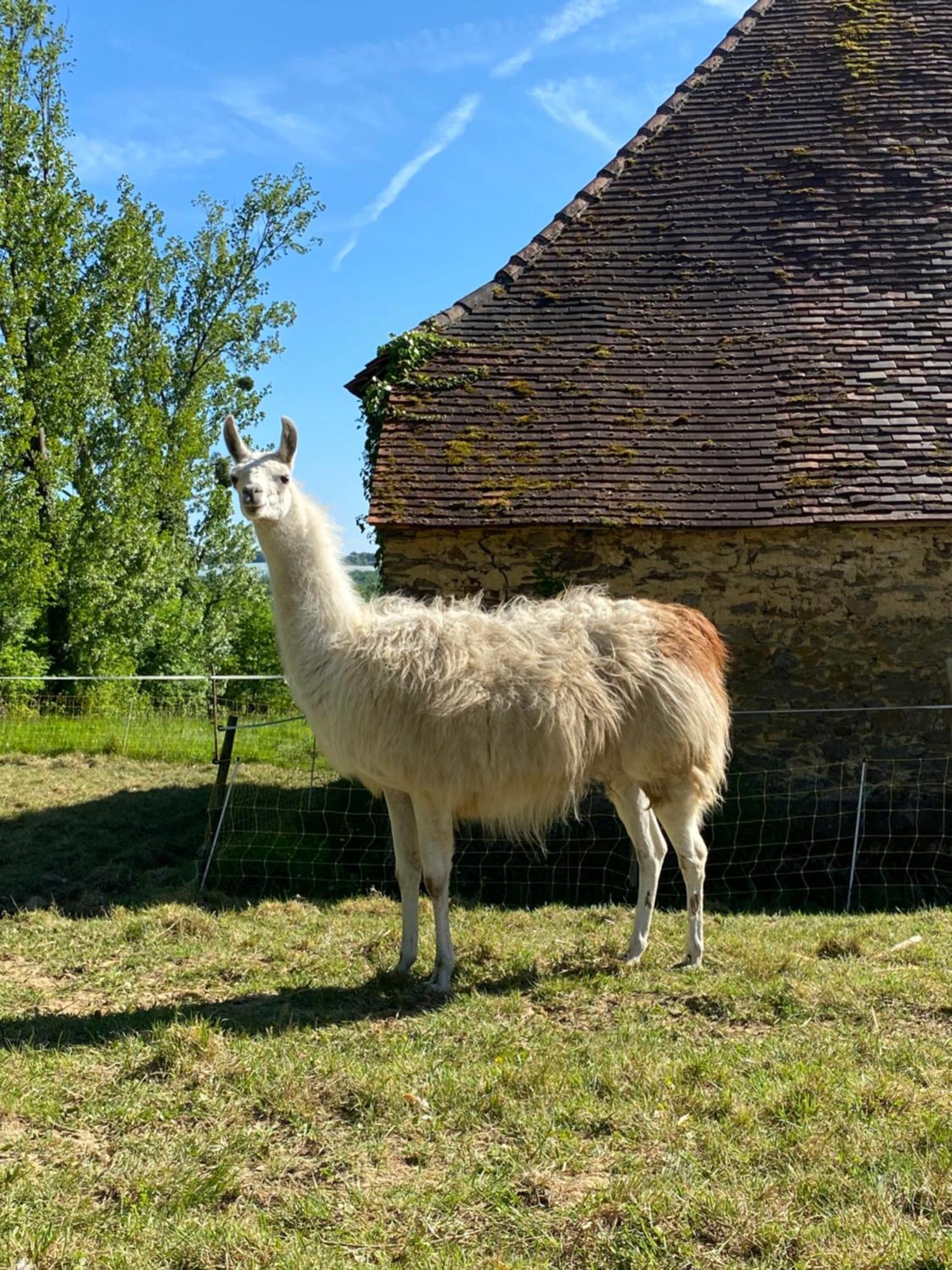 The Llama Farm France Saint-Cyr-Les-Champagnes Экстерьер фото
