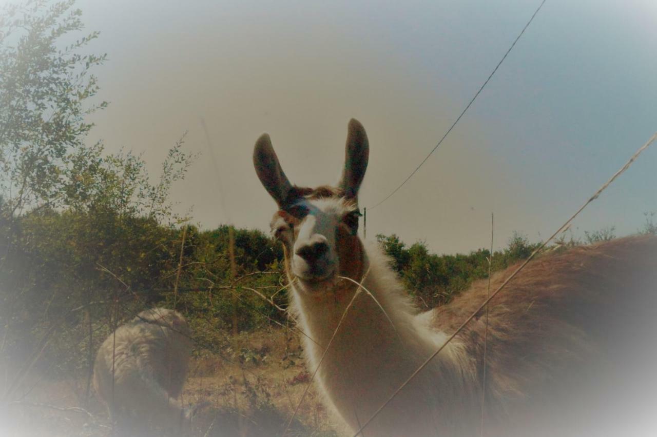 The Llama Farm France Saint-Cyr-Les-Champagnes Экстерьер фото