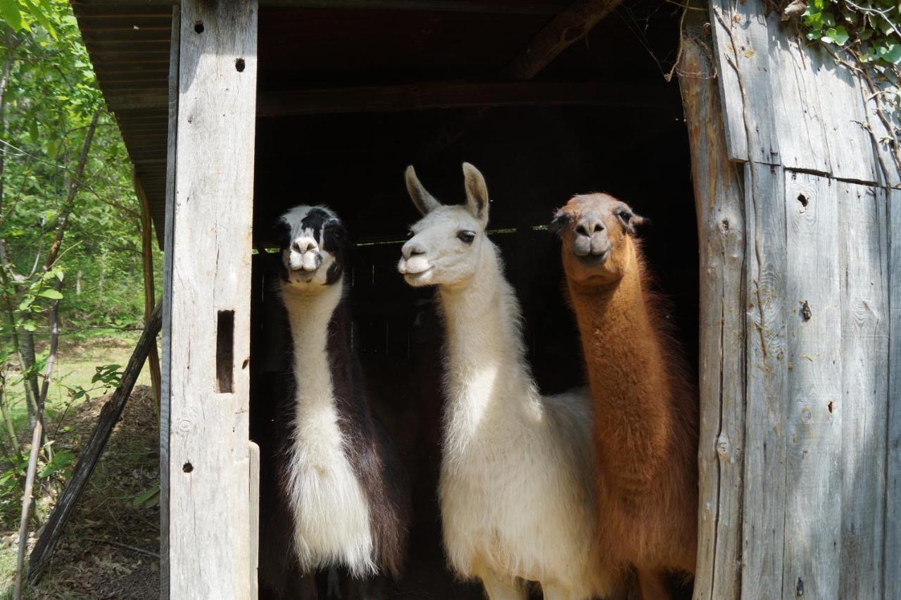 The Llama Farm France Saint-Cyr-Les-Champagnes Экстерьер фото