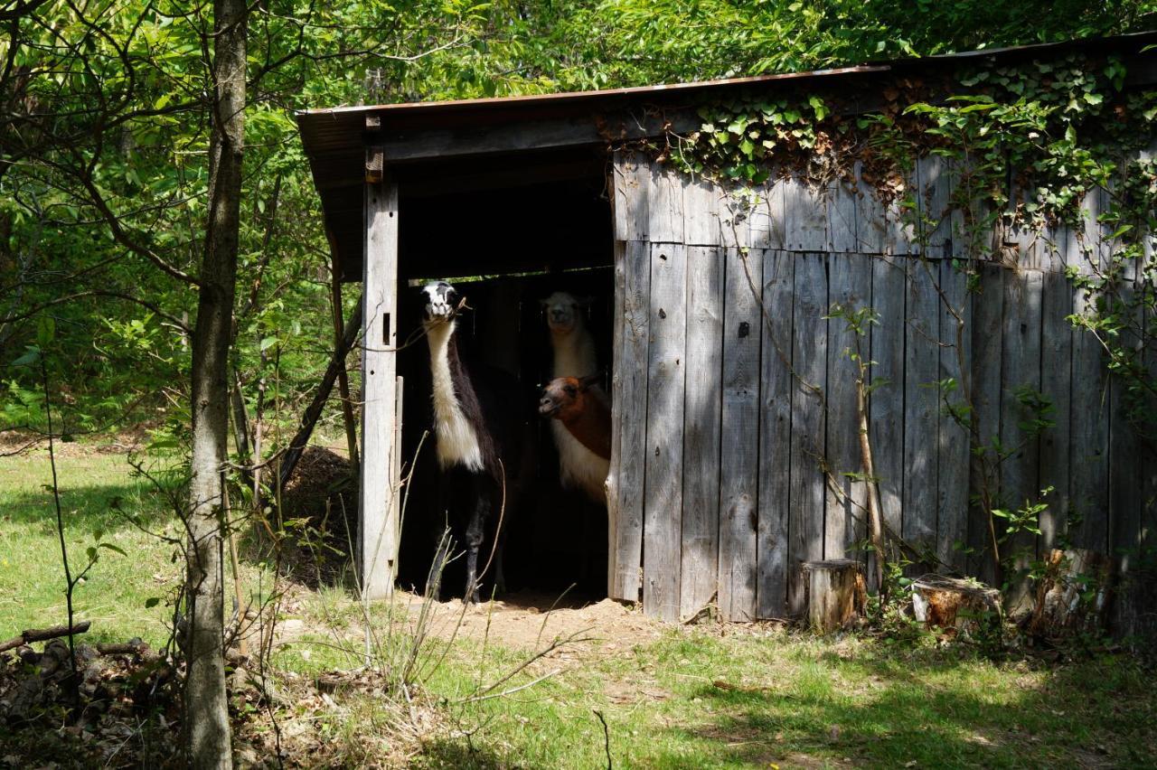 The Llama Farm France Saint-Cyr-Les-Champagnes Экстерьер фото